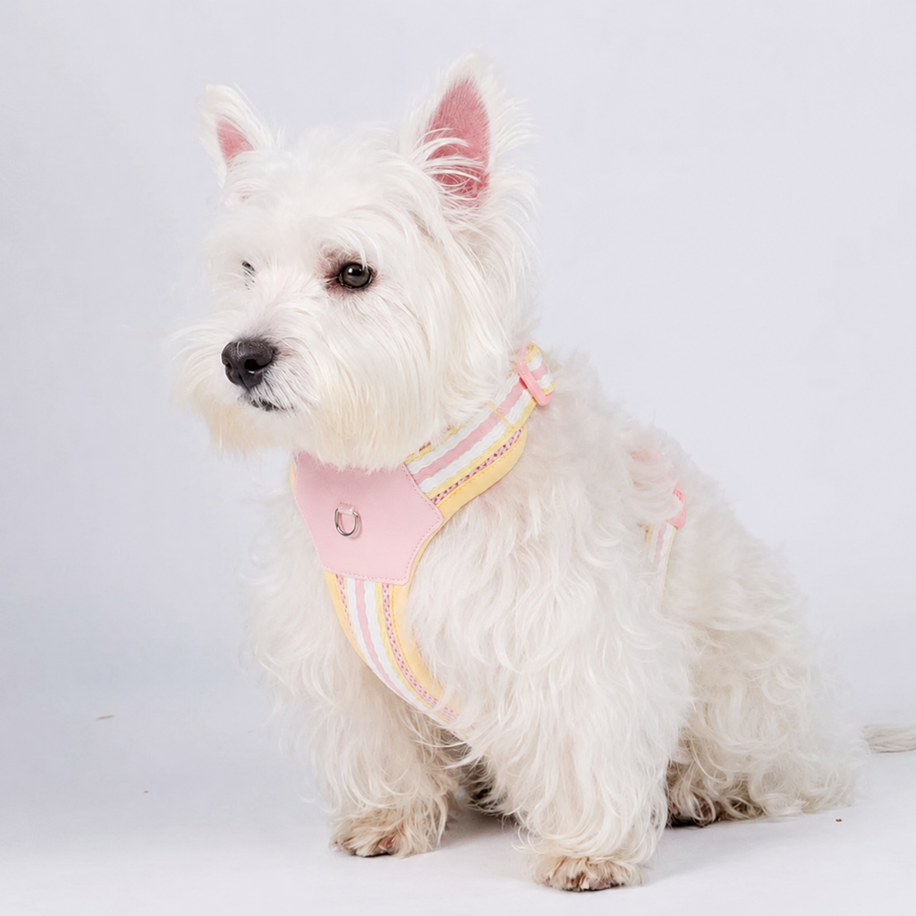 Stylish Summer Dog Harness & Leash Set